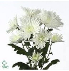 ΧΡΥΣΑΝΘΕΜΟ  ΛΕΥΚΟ  CHRYS. T ANASTASIA WHITE
